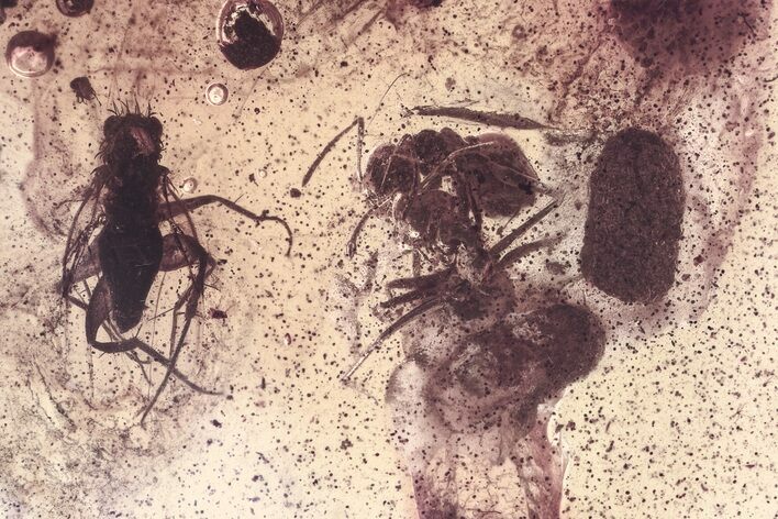 Two Fossil Scuttle Flies, Two Ants, and a Coprolite In Baltic Amber #330675